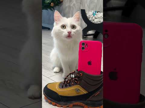 Are these sprunki? How did he get here?  #cattos #funny #shorts #funnycats  #cute #pets #cattomemes