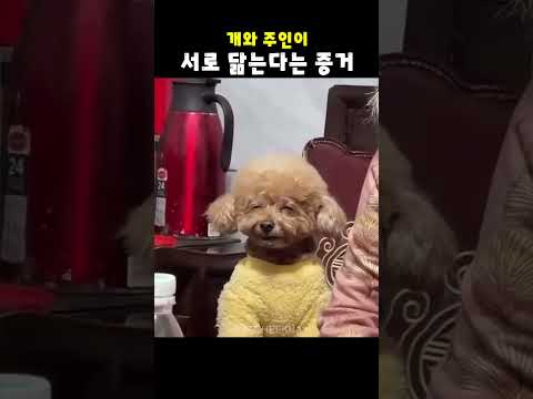 [싱크 100%] 소름 돋게 닮은 개와 주인! 보면 볼수록 신기!개는 주인을 닮는다는 빼박증거 #개 #강아지 #반려견