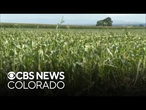 YouTube video thumbnail: Some Farmers in Colorado are Calling it Quits Because of Soaring Costs, a Shortage of Workers