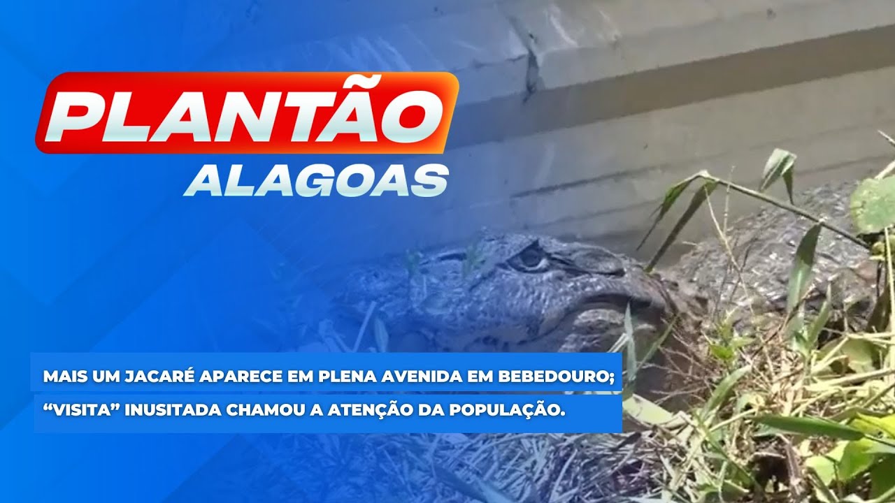 Mais um jacar&eacute; aparece em plena avenida em Bebedouro.