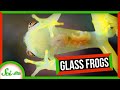 Glass Frogs and Their Unique Camouflage