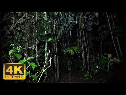 2 Minutes of Real Amazon Rainforest Rain and Thunderstorm | 4K Relaxing Nature Sounds