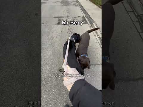 Labrador attackiert Rottweiler? #youtubeshorts