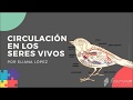 Cuestionario sobre la Circulación en los Seres Vivos