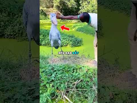 Cách xử lý khi gặp Chim Mỏ Giày 😱