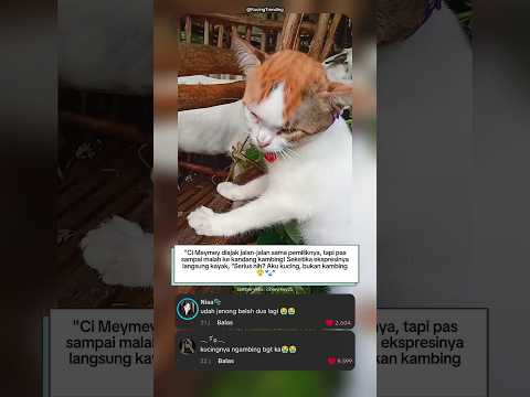 "ekspresi ngambek kucing ini bikin ngakak😹"