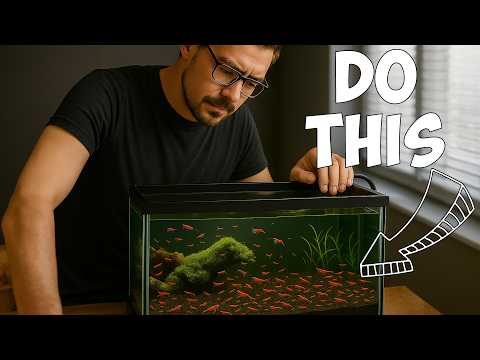 Want MORE Shrimp Babies? Try These 6 SECRETS! For AMAZING shrimp food, head to 
https_//ShrimpKeeper.co.uk (UK)

or 

https_//shrimplycanadian.ets