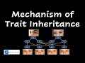 Genetics: Alleles and Inheritance Concepts
