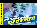Aquarium Care and Sponge Experimentation
