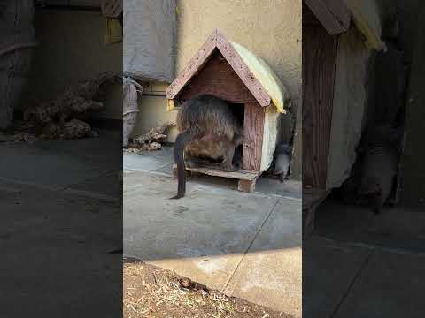 This baboon thinks she's a dog 😂 #funny #funnyanimals #wildlife #animals