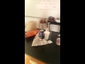 Cheeto Burning Experiment Analysis