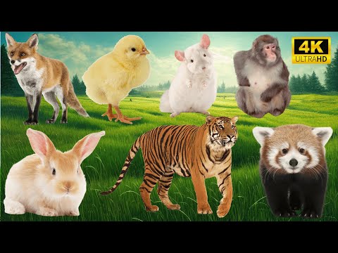 Charming Animal Moments: Fox, Rabbit, Chicken, Tiger, Raccoon, Mouse, Monkey - Cute Pet Sounds