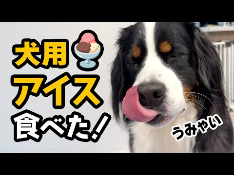 犬用のアイス食べた!【1歳11ヶ月バーニーズ】
