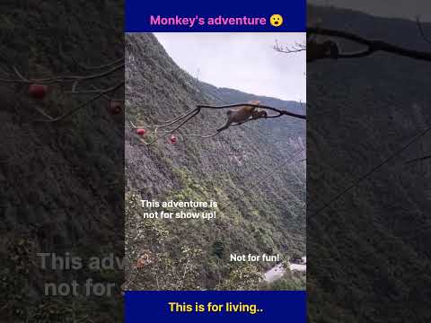 Adventure for living #monkey #adventure #rtending #viralvideo #shorts