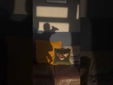 hand shadows with Finn