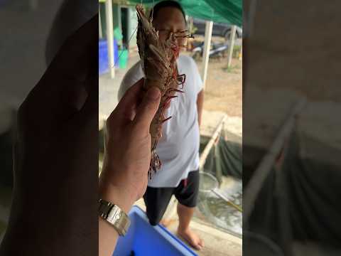 กุ้งลายเสือธรรมชาติเค้าจับกันยังไง??? คลิปนี้มีคำตอบ!!!