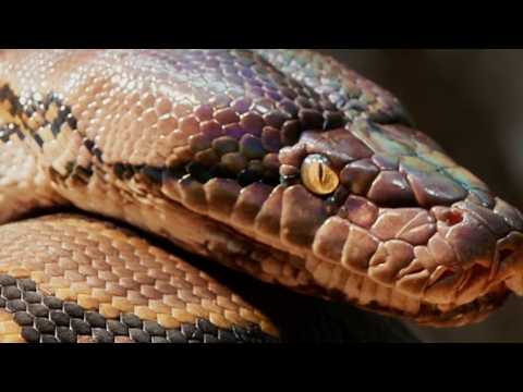 COBRA GIGANTE devoradora de pessoas encontrada na Ásia