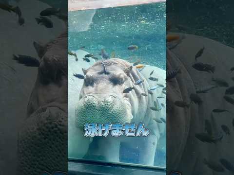 【閲覧注意！】カバについて意外な豆知識 #animals #雑学 #動物