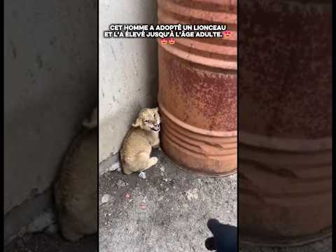 cet homme a adopté un lionceau #adoption #animaux #roi #lion #amour