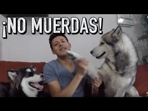 Cómo entrenar a mi perro para que NO muerda - MartGon