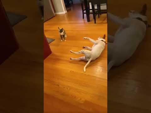 Dog vs cat: first contact 🐶😹 #funnyanimals #cat #dog #funnymoments