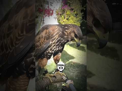 BIRD SCREAM 😱 #edit #birds #shorts