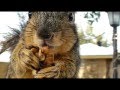 Squirrel Behavior and Narration