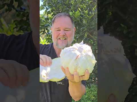 How Much JUICE is in ONE Pomelo? | Self Sufficient Me