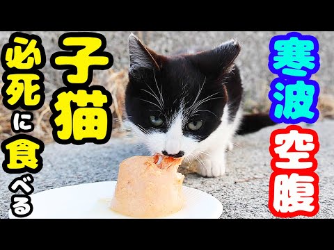 ありがとう 子猫とたくさんの成猫たちにご飯をあげると・・・ さくらねこたちへ給餌 視聴者様 猫たちの開運上昇 道開き オンライン参拝