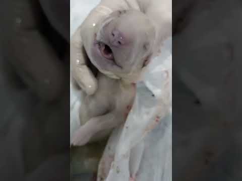 Habías visto una cesárea de una Perra embarazada? 🙏 #shorts #dogs