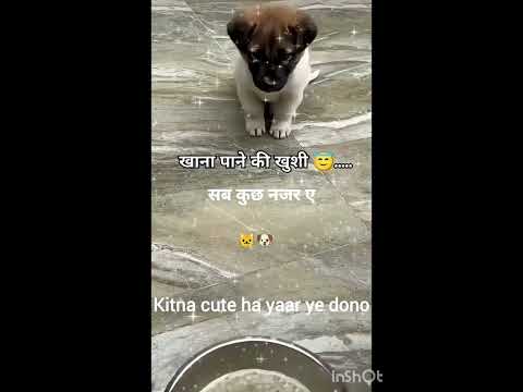 Cute kitten and puppy ❣️❣️❣️