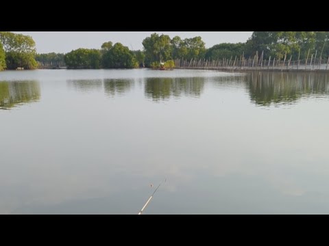Kotomono angler sedang live mancing ikan belanak