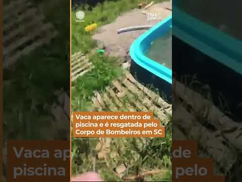 Vaca aparece dentro de piscina e é resgatada por Corpo de Bombeiros em SC #Shorts #FalaBrasil