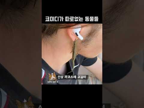 코미디가 따로없는 동물들