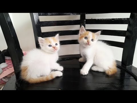 Bermain dengan si Kembar  | Kucing Lucu