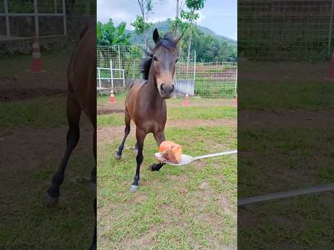 Sampai 2 kali jatuh 🤭😅🤩❤🫰 #fun #viral #horsetrack #horse #animals #funny #agro #love