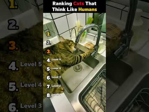 Ranking Cats That Think Like Humans