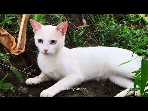 Mouse Sounds For Cats 🐭🐈 Adorable Cats Playing with Mouse