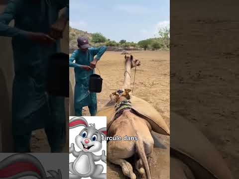 Animales 🥹😍😄🥲😄🥹🎊😄😅😅