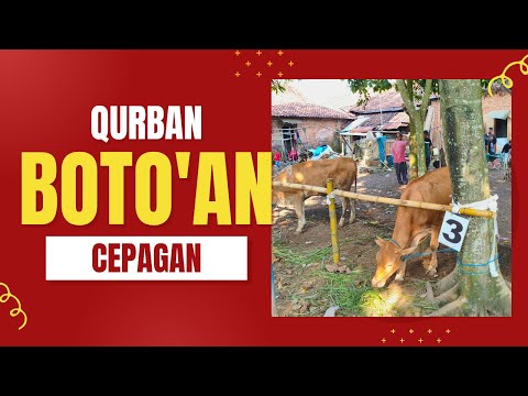 Video detik-detik kurban di dukuh boto'an tahun 2025
