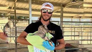 Meet the Newest Member of Ryno Ranch!