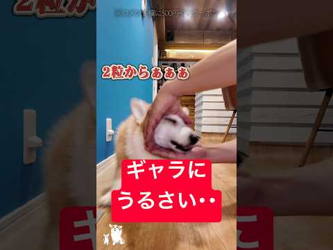 コーギーは好きな物の音だけで来る・・😹 #つーちゃん #ドギボ #doggybox