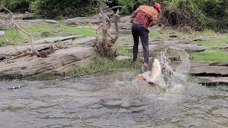 Traditional River🎣 Fishing Techniques in Krishna River FLOAT Rohu Fishes to Catching 
