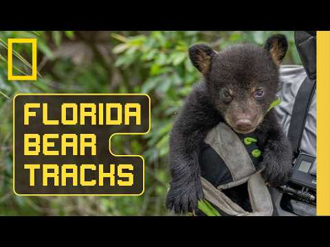 Florida Bear Tracks (Full Documentary) | SPECIAL | National Geographic