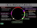 Expression Vectors and Protein Synthesis