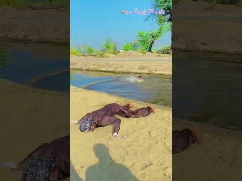 Please, Bhai Mera new channel Hai Saba Bhai Mujhe sport Karo bani Shukri