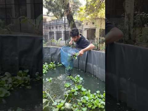 āĻāĻāĻā§ āĻāĻŋ āĻĒāĻžāϰāĻŦā§ āĻŽāĻžāĻ āϧāϰāϤ⧠! đ #fish #pets #fishing