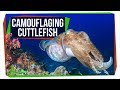Cuttlefish Vision and Camouflage Concepts