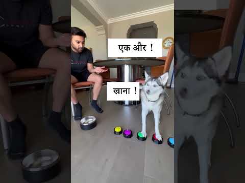 सैफी पोम्स्की को भूख लग रही है | Sapphie gets HUNGRY #shorts #short #shortvideo #dog #pomsky