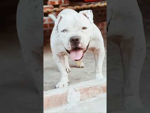 Dono mast dog#shorts #shortsfeed #youtubeshorts #ytshorts #trending #pets